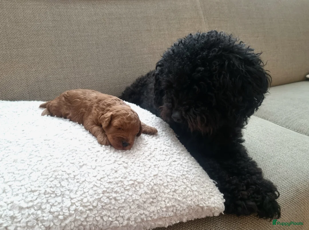 Poedel Toy honden te koop: Toypoedel  - Advertentie 1