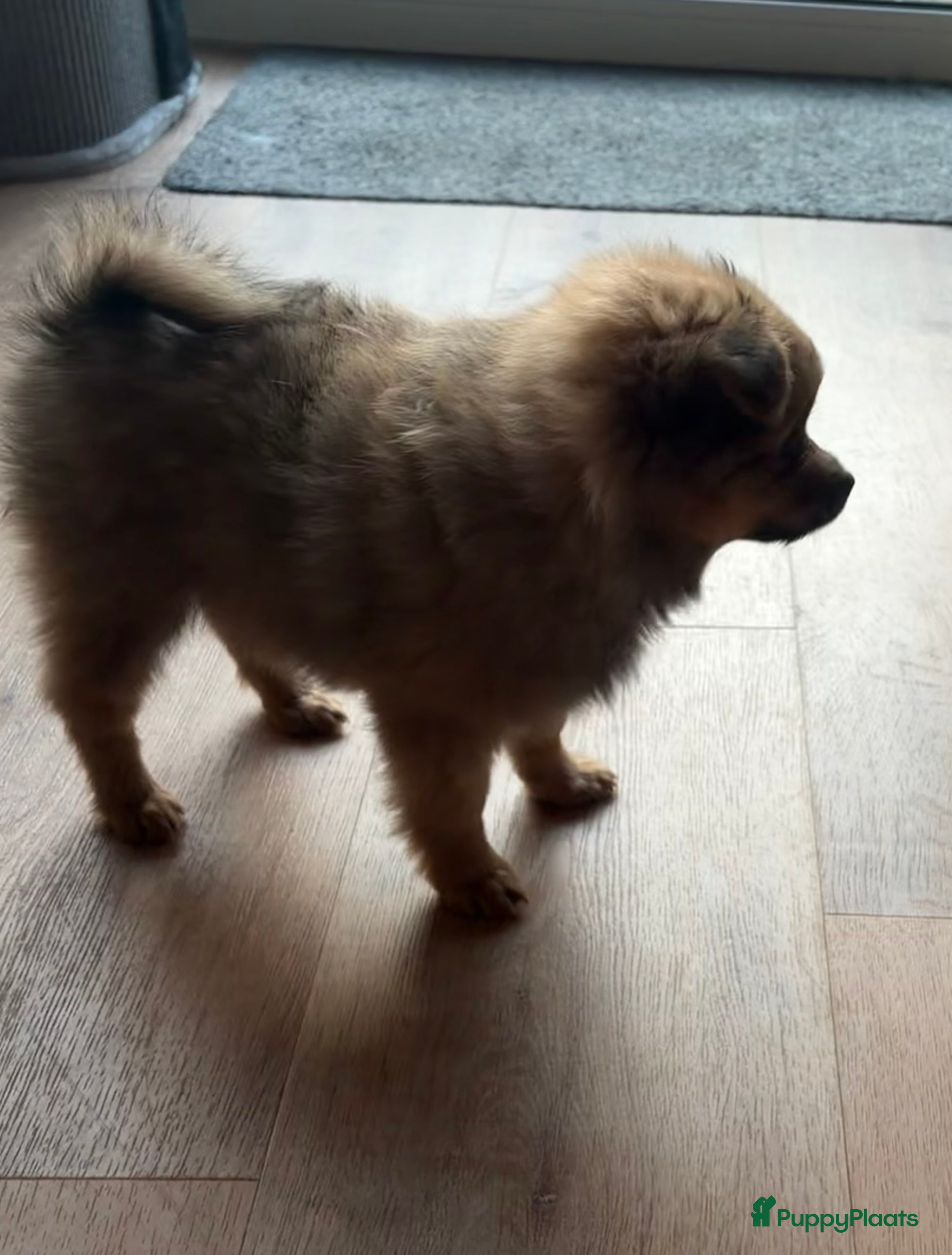 Pomchi honden Pomchi/pomeriaan - Advertentie 2