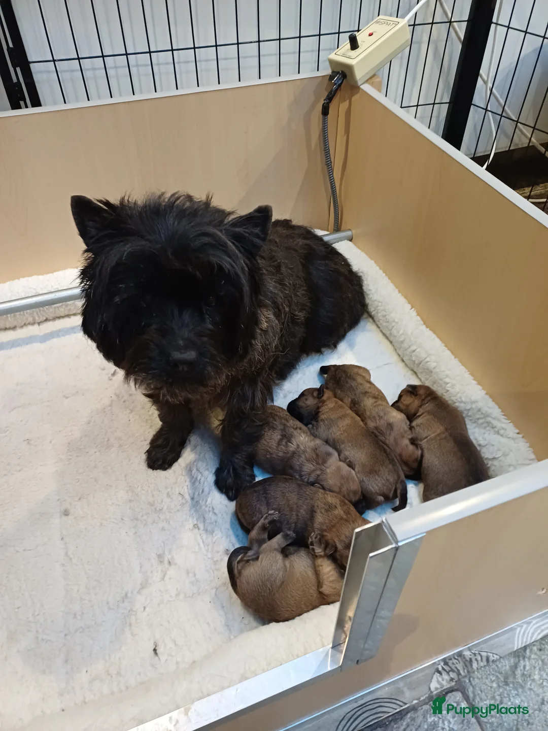 Cairn Terriër honden te koop: MacBuff Cairn Terriers  - Advertentie 2