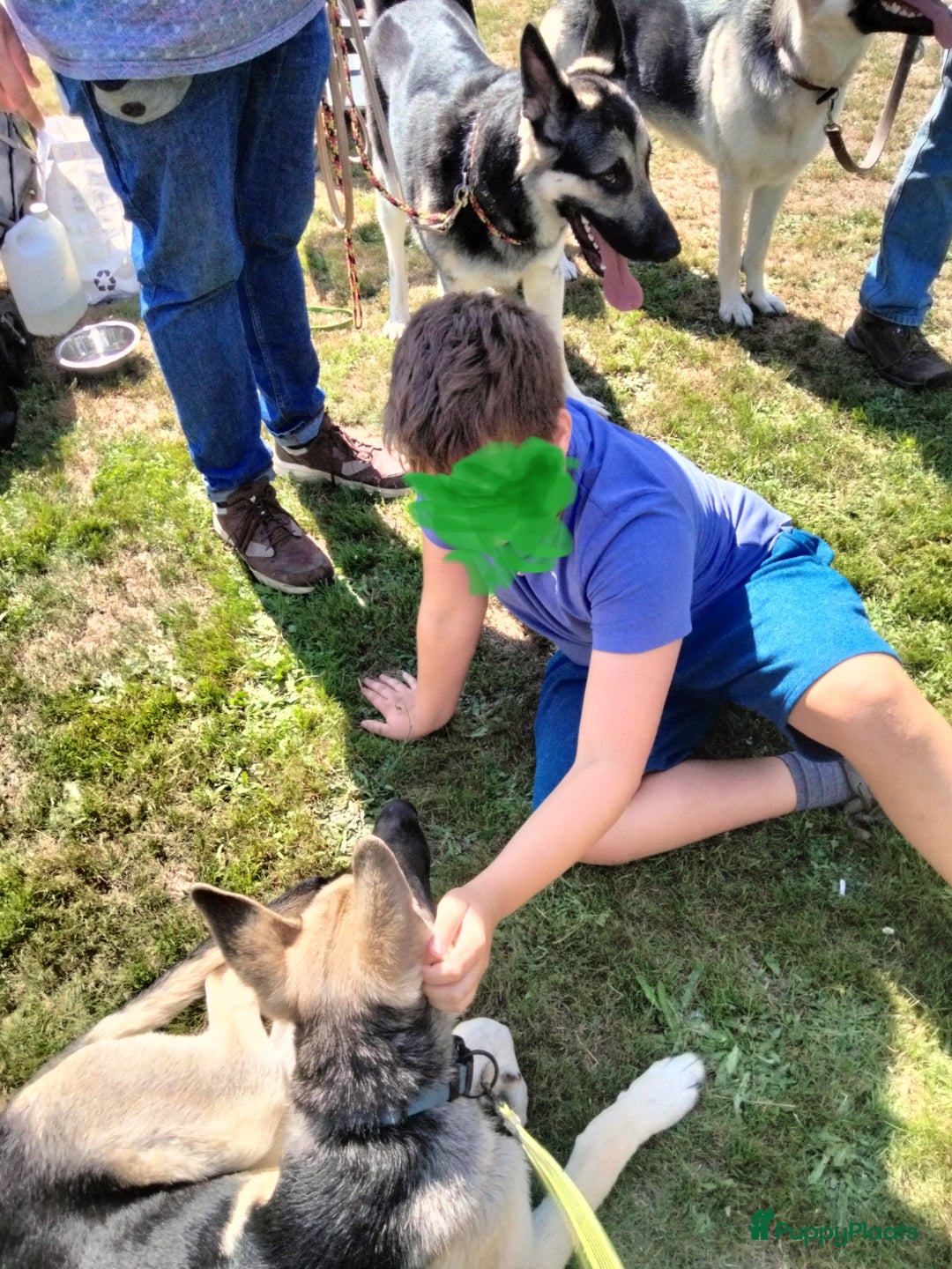 Duitse Herder honden te koop: Oost Europese herder pup reu - Afbeelding 4