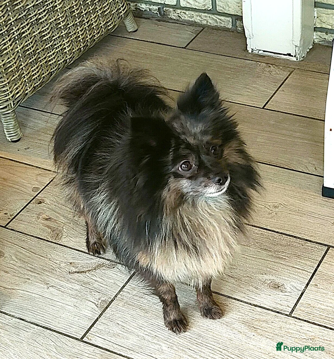 Kruising honden te koop: speelse boomer pups beide ouders aanwezig - Advertentie 14