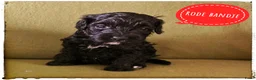 Labradoodle honden te koop: Mini labradoodle pups - Advertentie 13