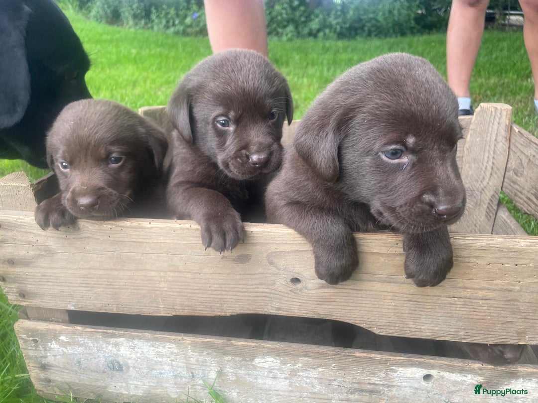 Labrador Retriever honden te koop: Prachtige labrador pups  - Afbeelding 6