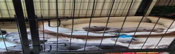 Franse Bulldog honden te koop: Franse bulldog pupjes - Advertentie 16