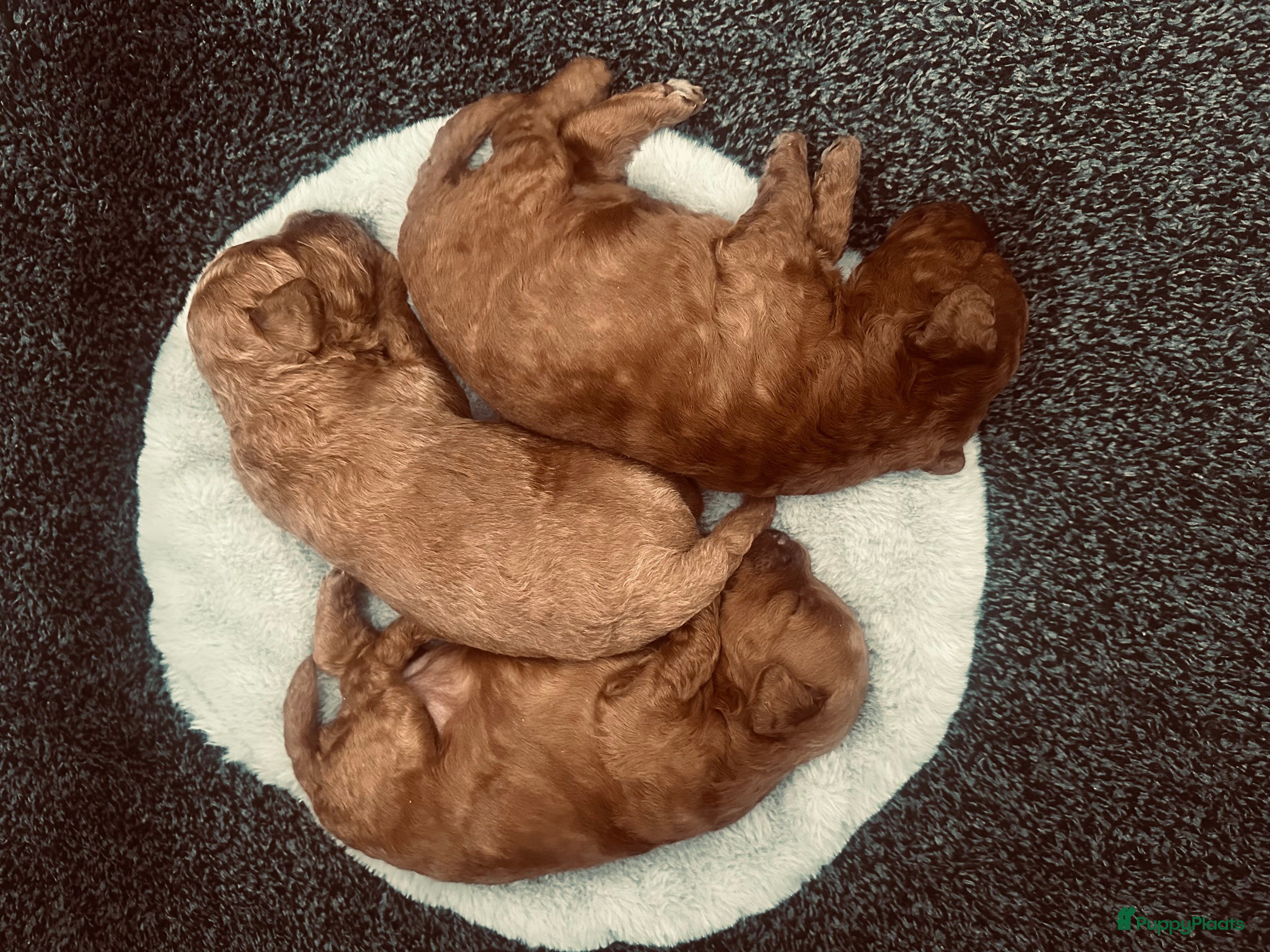 Dwergpoedel honden Prachtige rode dwergpoedel pups - Advertentie 1