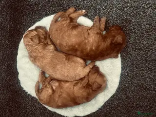 Dwergpoedel honden Prachtige rode dwergpoedel pups - Advertentie 1