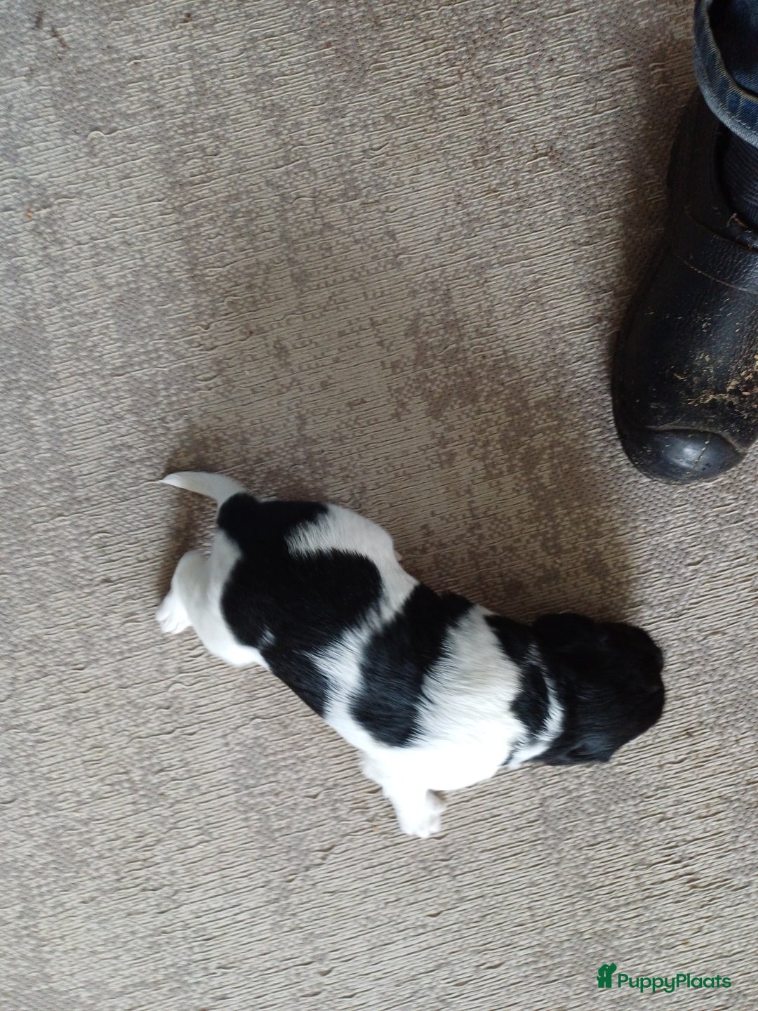 Friese Stabij honden te koop: Te koop 3 Friese stabij reutjes - Afbeelding 14