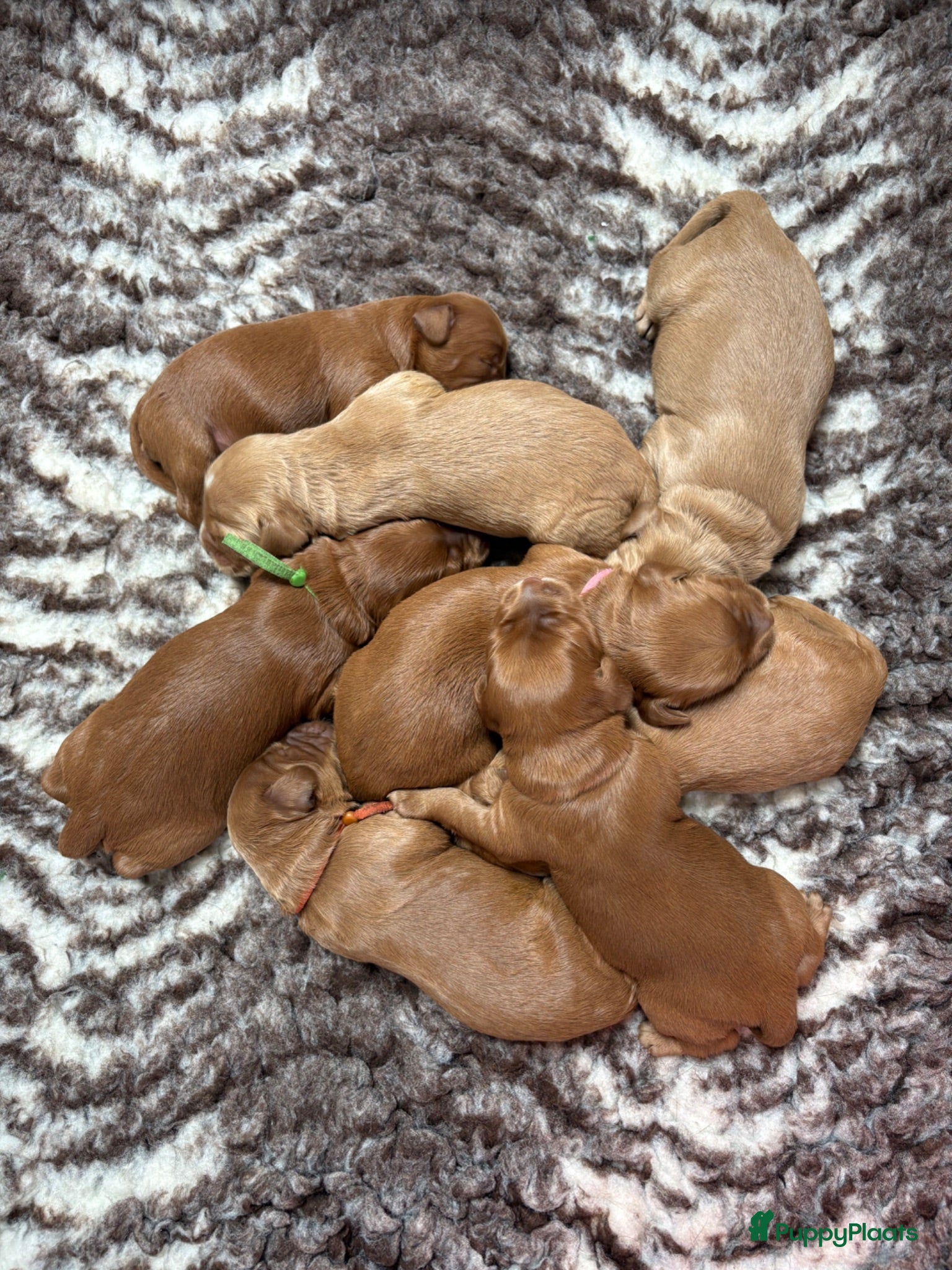 Australian Labradoodle honden Multigen Australian Labradoodle pups - Advertentie 2