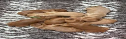 Australian Labradoodle honden te koop: Multigen Australian Labradoodle pups - Advertentie 3