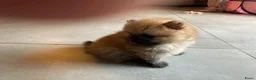 Pomeriaan honden te koop: Kleine Keesjes ( pommetjes) in Den Haag - Advertentie 5