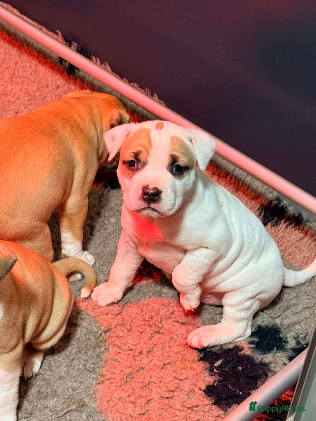 American Staffordshire Terriër honden te koop: American staffordshire terriër pups met stamboom - Advertentie 8