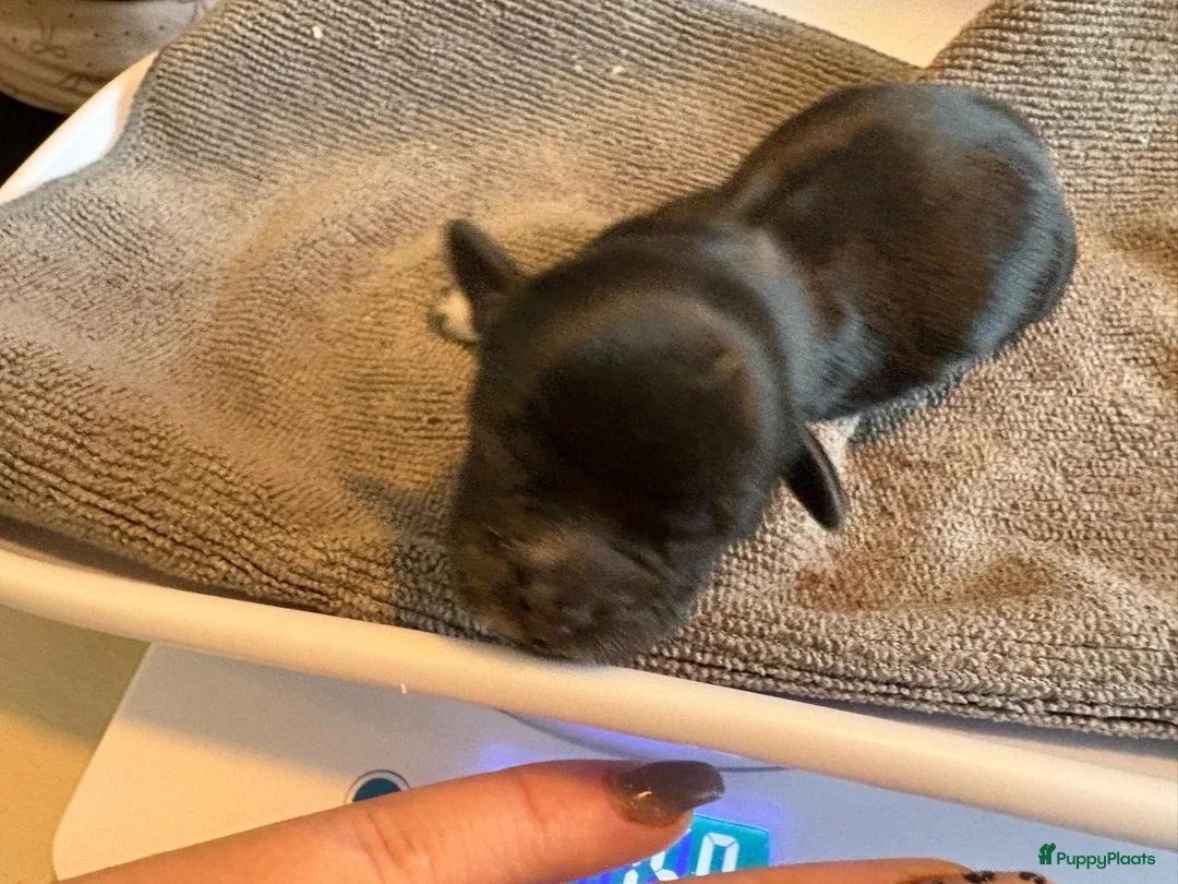 Kruising honden te koop: Mooie shitzuboomer - Advertentie 15