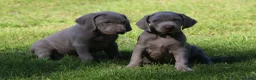 Weimarse Staande Hond korthaar honden te koop: Weimaraner pups - Advertentie 9