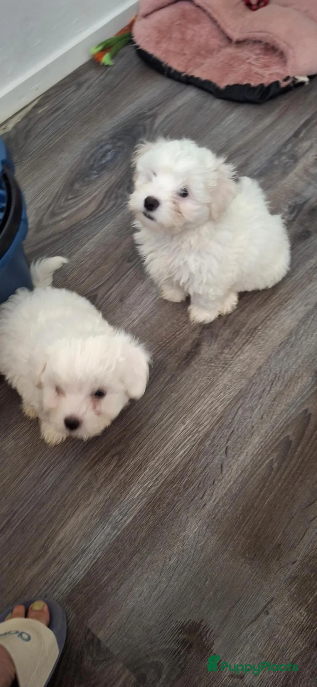 Maltezer honden te koop: Twee prachtige pups van 8 weken oud te koop - Advertentie 4