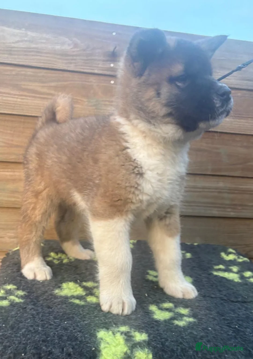 American Akita honden te koop: Geen pups beschikbaar. - Advertentie 6