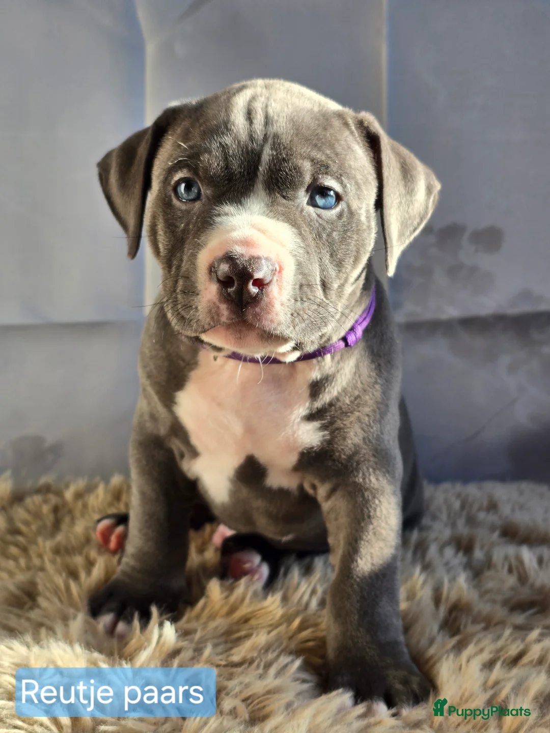 Amerikaanse Bully honden te koop: American Bully XL pups ABKC stamboom - Advertentie 18