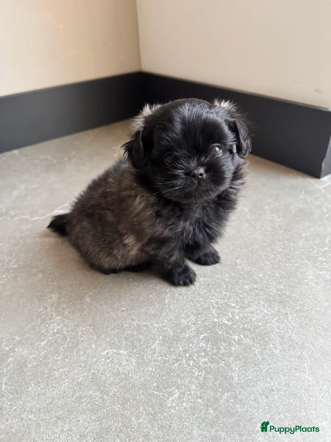 Kruising honden te koop: Mooie Shih tzu x pomeriaan pups in Zwolle - Advertentie 11