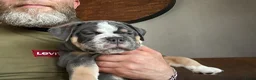 Old English Bulldog honden te koop: Prachtige Bulldog puppies - Advertentie 17