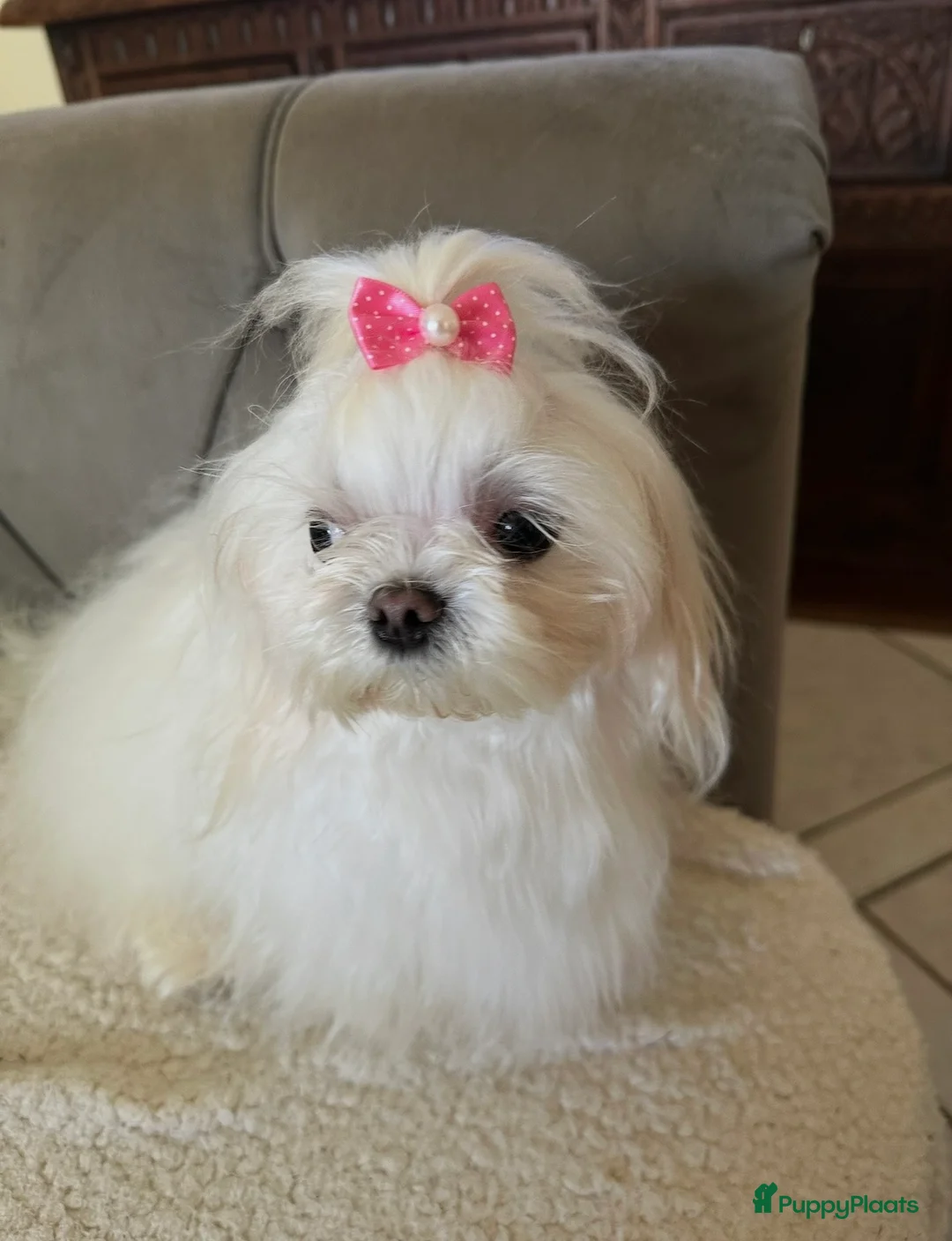 Maltipoo honden te koop: Prachtig crème gemêleerde Maltipooe F1 reutjes - Advertentie 2