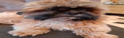 Kruising honden te koop: Net geboren, Boomer Pups 💙❤️(Shih-Tzu x Boomer) - Advertentie 16