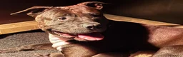Kruising honden te koop: Kruising american bully/ american staffordshire t. - Advertentie 40