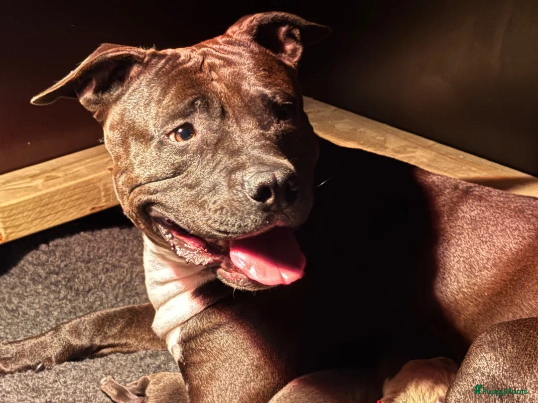 Kruising honden te koop: Kruising american bully/ american staffordshire t. - Advertentie 40