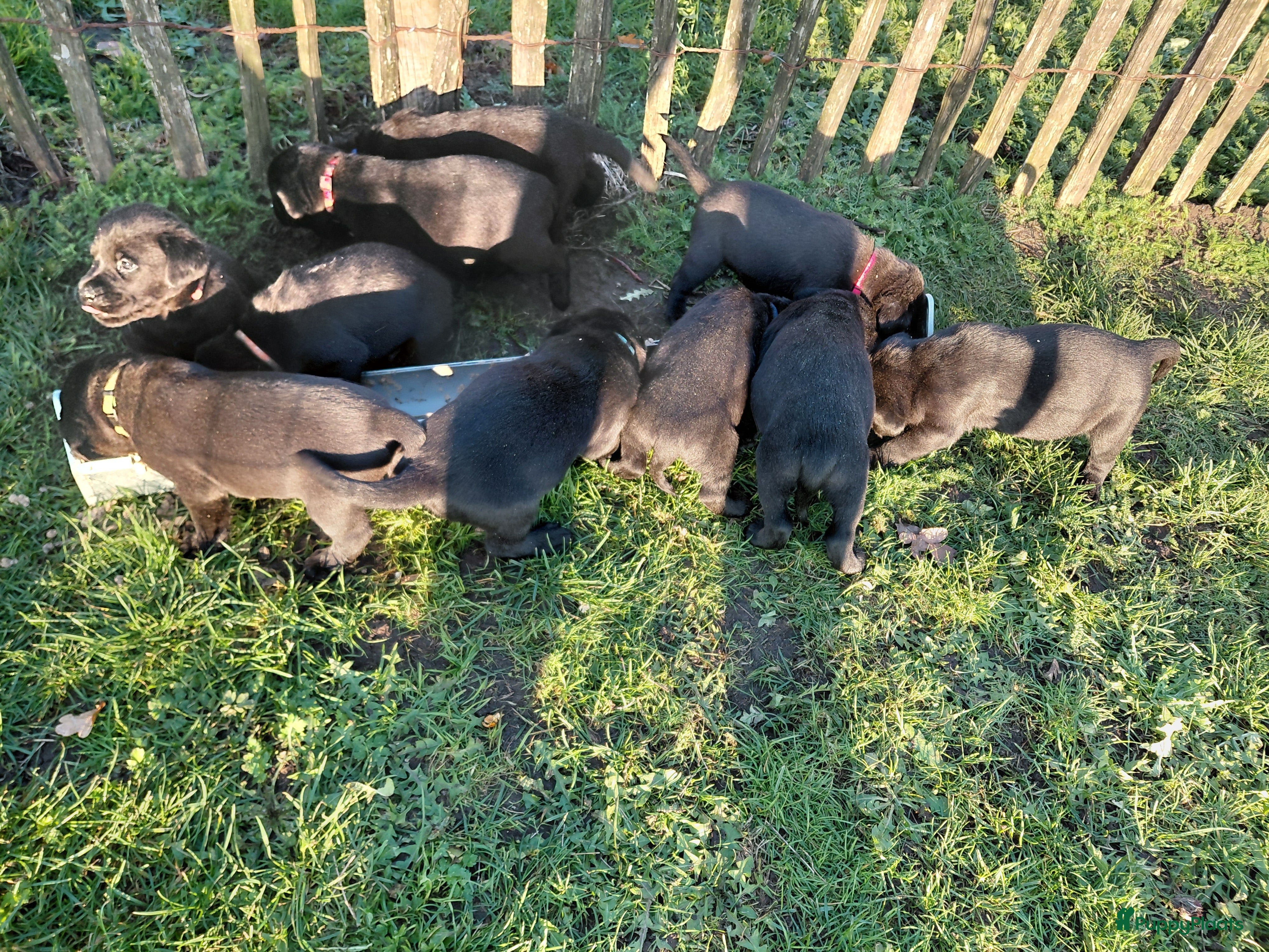 Labrador Retriever honden Mooie zwarte labrador pups - Advertentie 2