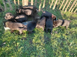 Labrador Retriever honden Mooie zwarte labrador pups - Advertentie 1