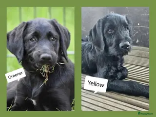 Labradoodle honden Deze lieve reu en teef zoeken een gouden mandje!!! - Advertentie 2