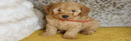 Maltipoo honden te koop: maltipoo pup beide ouders aanwezig en getest - Advertentie 7