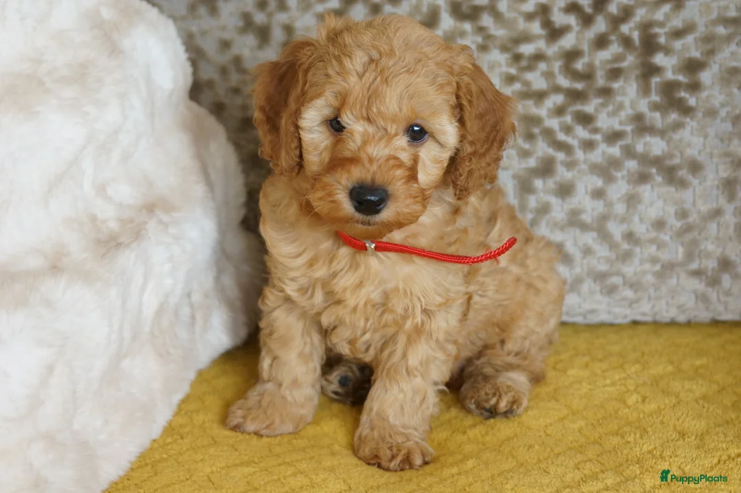 Maltipoo honden te koop: maltipoo pup beide ouders aanwezig en getest - Advertentie 7