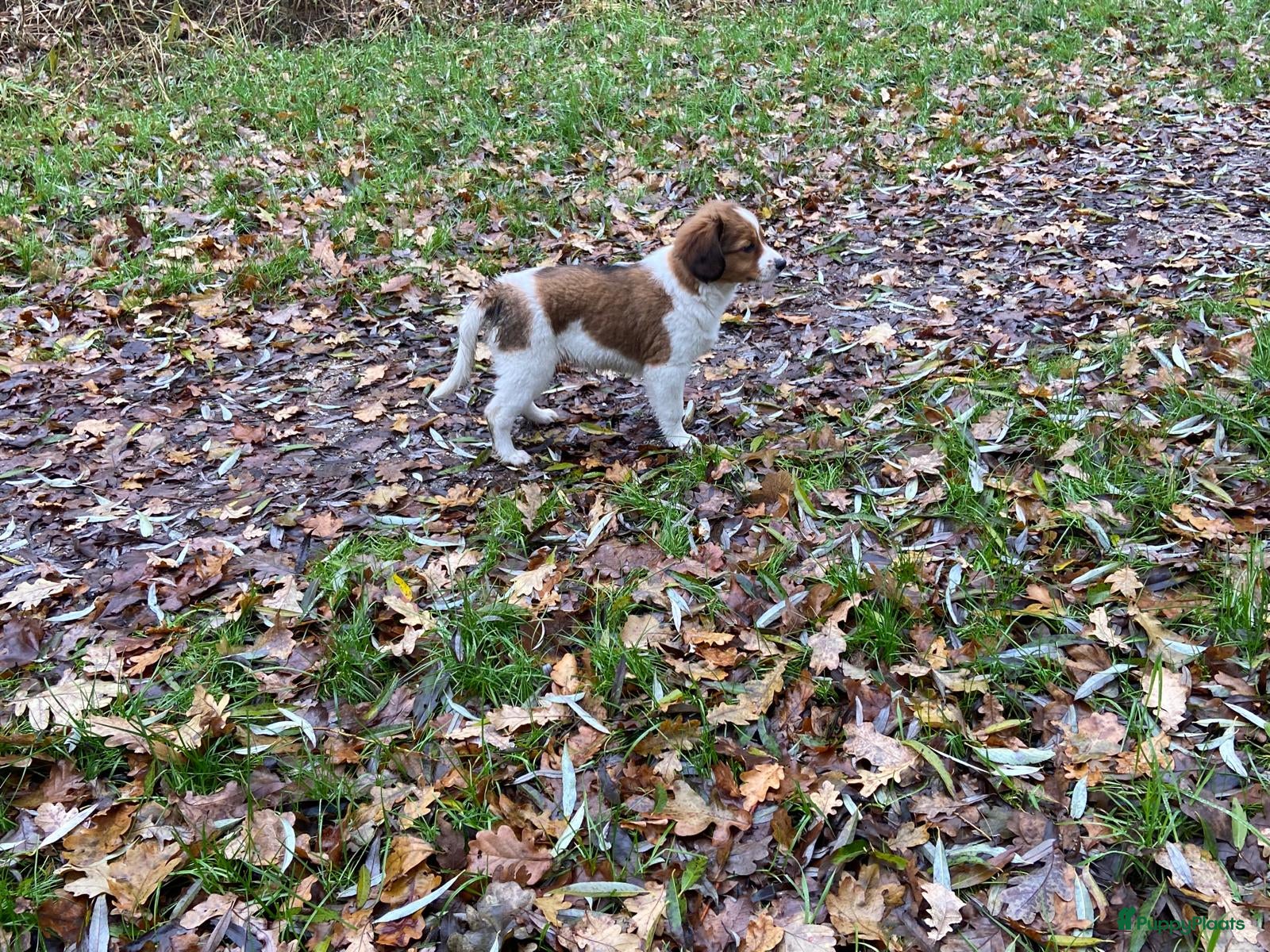 Kooikerhondje honden Prachtige kooikerpup, reutje - Advertentie 2