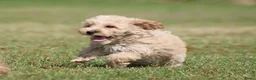 Maltipoo honden te koop: Knappe Maltipoo pups. - Advertentie 11