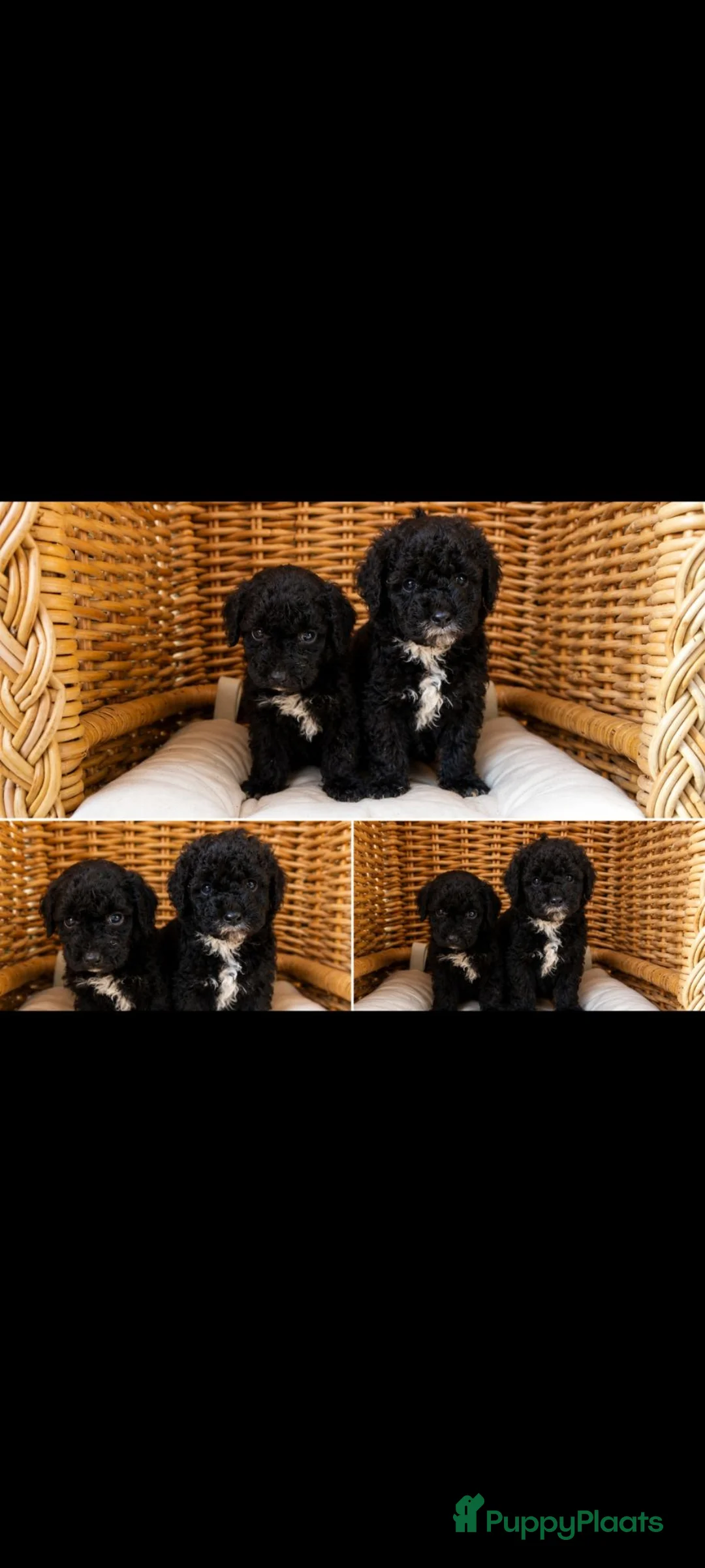 Maltipoo honden te koop: 2 prachtige maltipoo reutjes  - Advertentie 3
