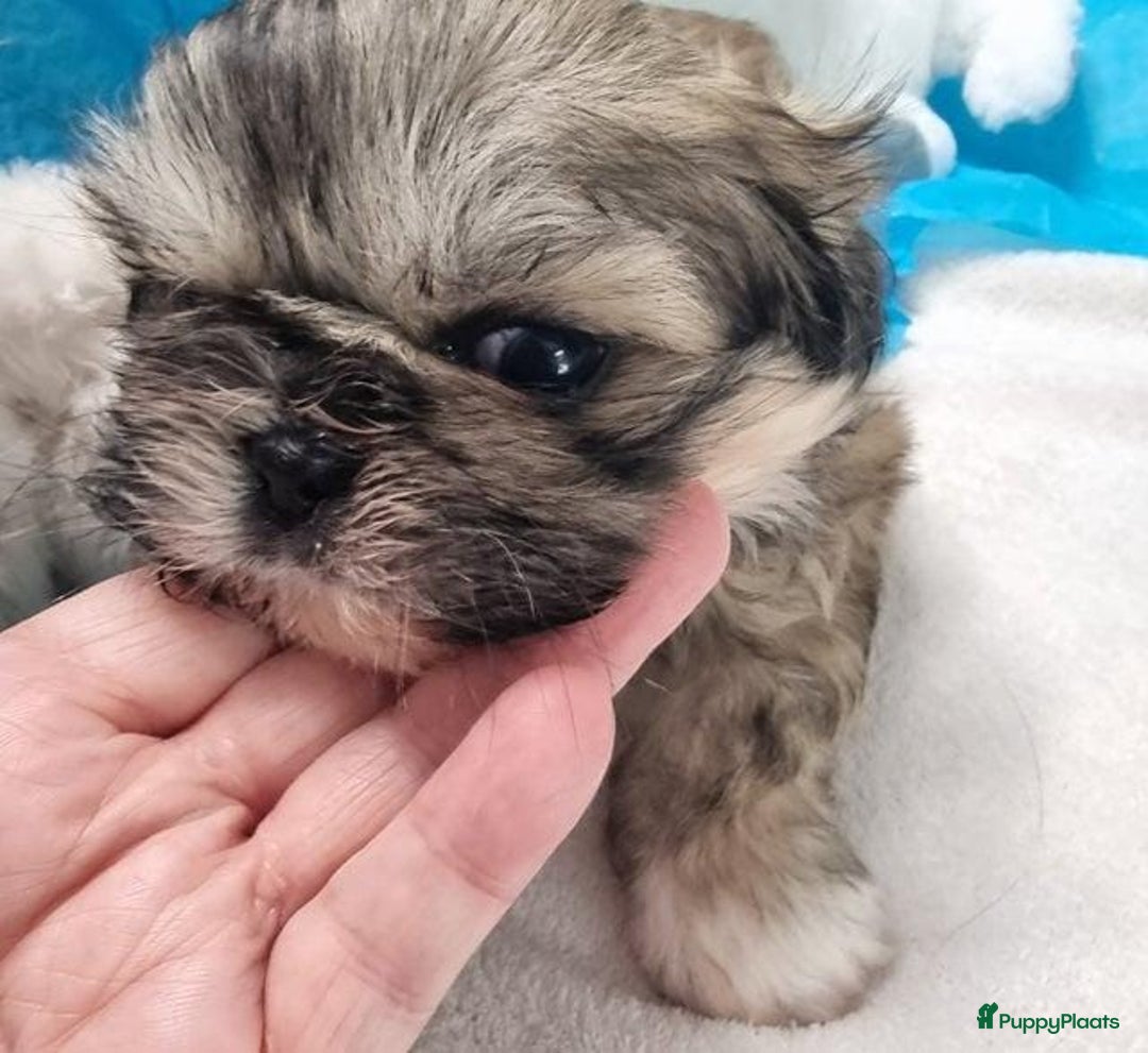 Shih Tzu honden te koop: Imperial Shih Tzu puppy's  - Advertentie 1