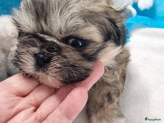 Shih Tzu honden Imperial Shih Tzu puppy's - Advertentie 9