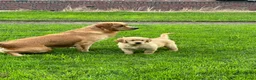Golden Retriever honden te koop: 3 prachtige golden retriever teefjes oudersgetest  - Advertentie 10