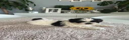 Shih Tzu honden te koop: Shih -Tzu reutje  - Advertentie 2