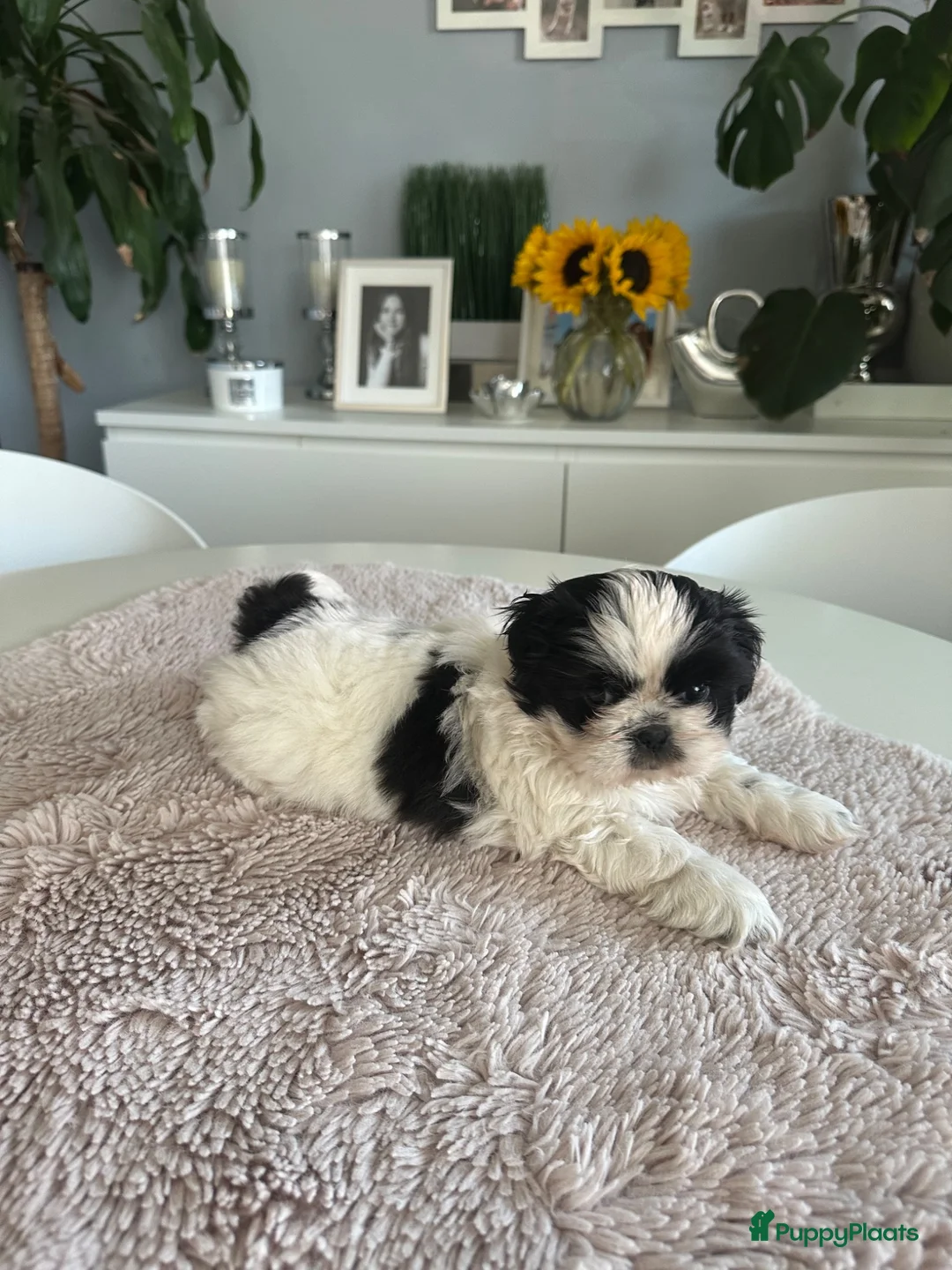 Shih Tzu honden te koop: Shih -Tzu reutje  - Advertentie 2