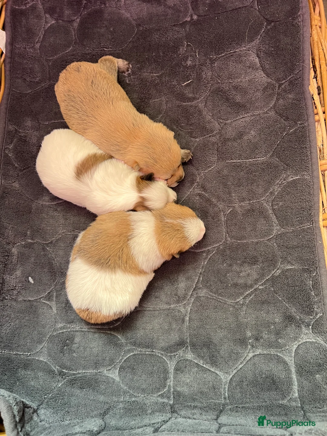 Kruising honden te koop: Super leuke pomchi’s  - Advertentie 7