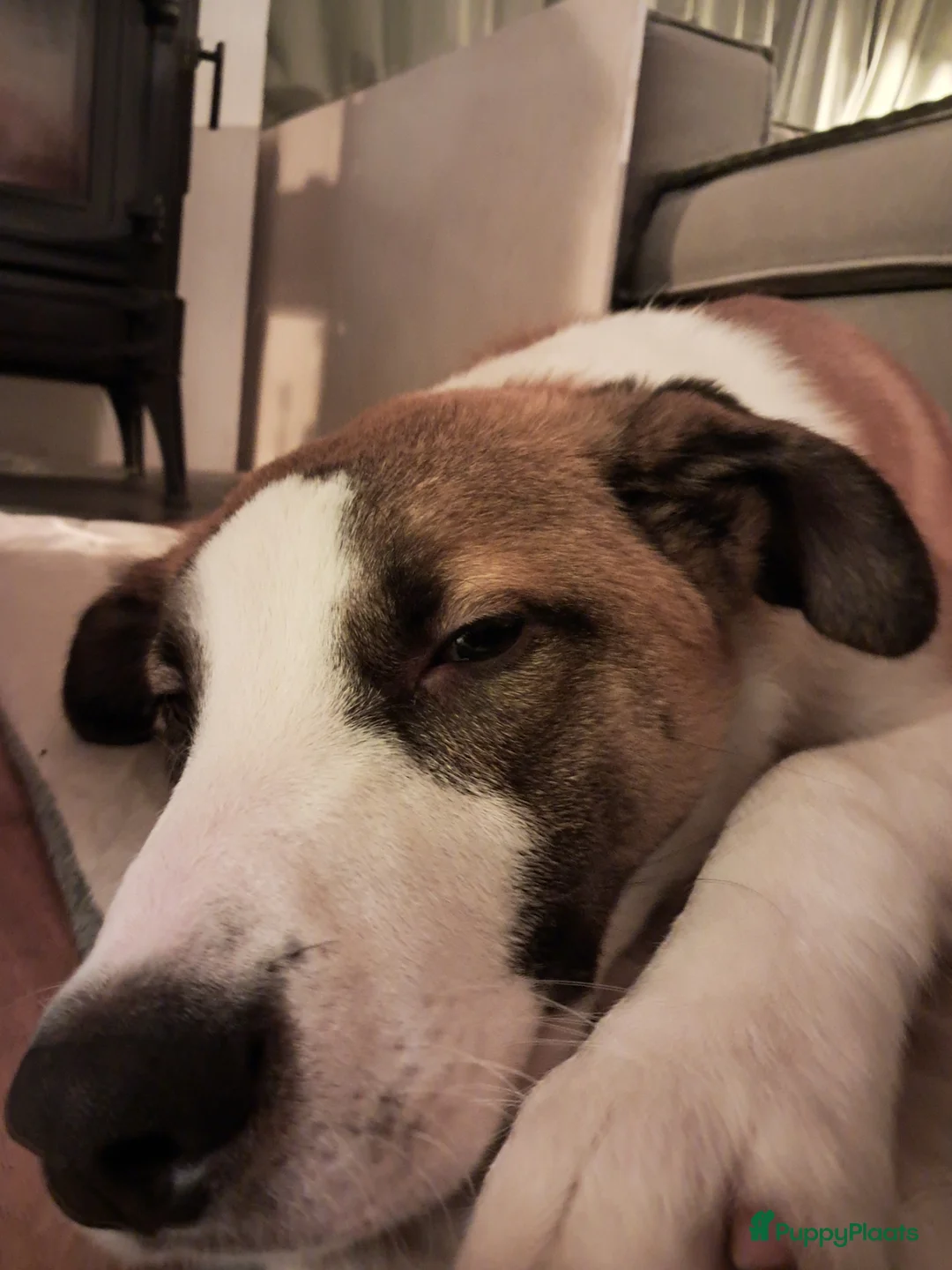 Kruising honden ter adoptie: Nieuw thuis gezocht voor onze lieve rustige pup. - Advertentie 6