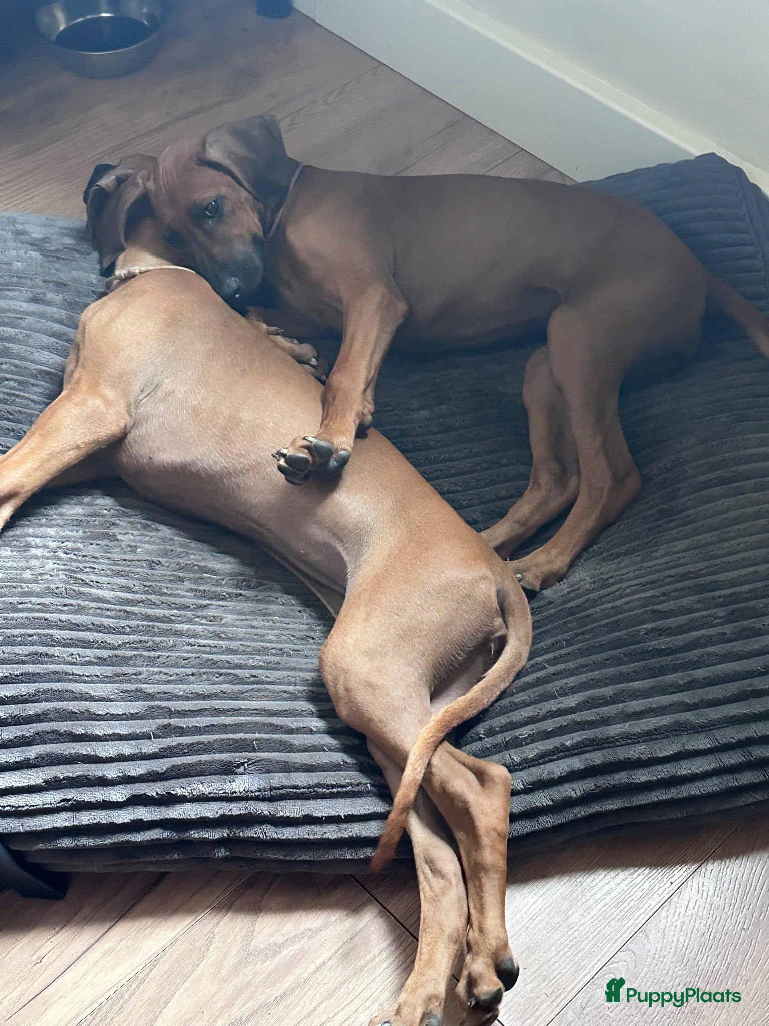 Rhodesian Ridgeback honden 10 prachtige Rhodesian Ridgeback pups te koop - Advertentie 2