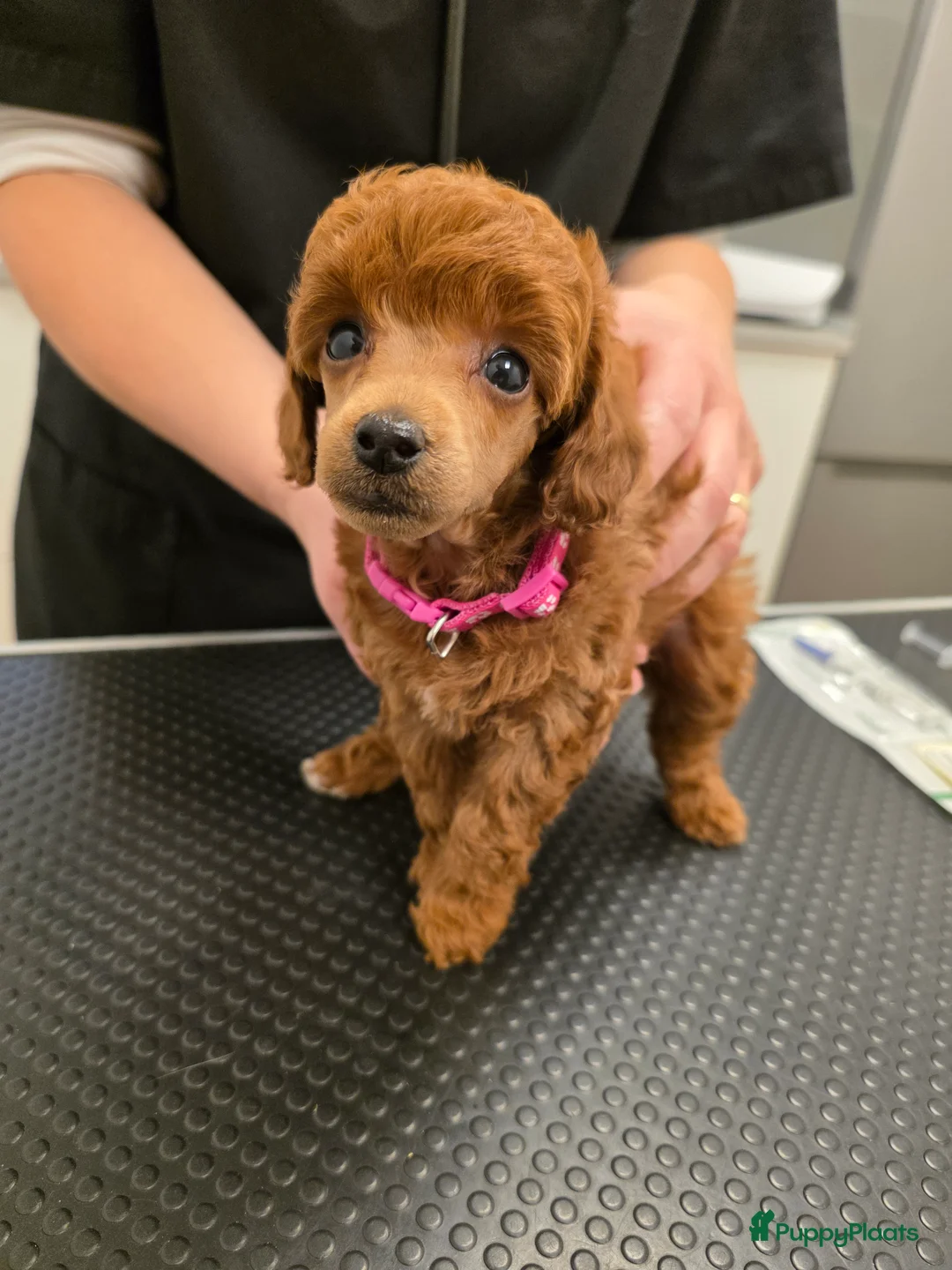 Galerij afbeelding {{count}}