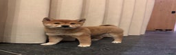 Shiba honden te koop: Shiba Inu te koop - Advertentie 2