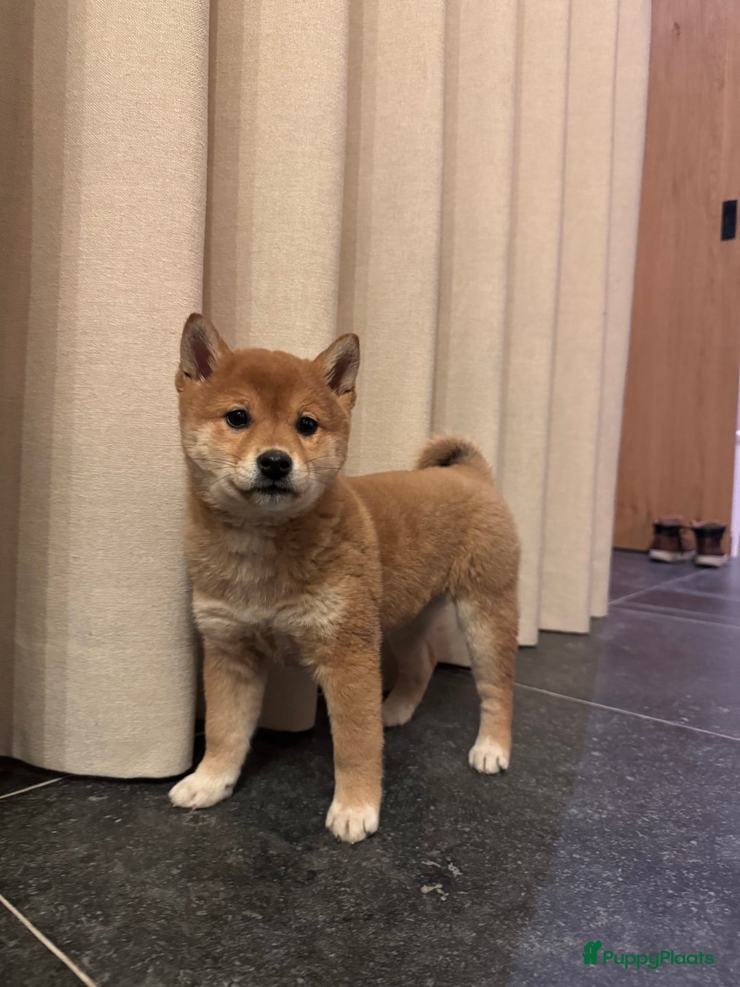 Shiba honden te koop: Shiba Inu te koop - Advertentie 2