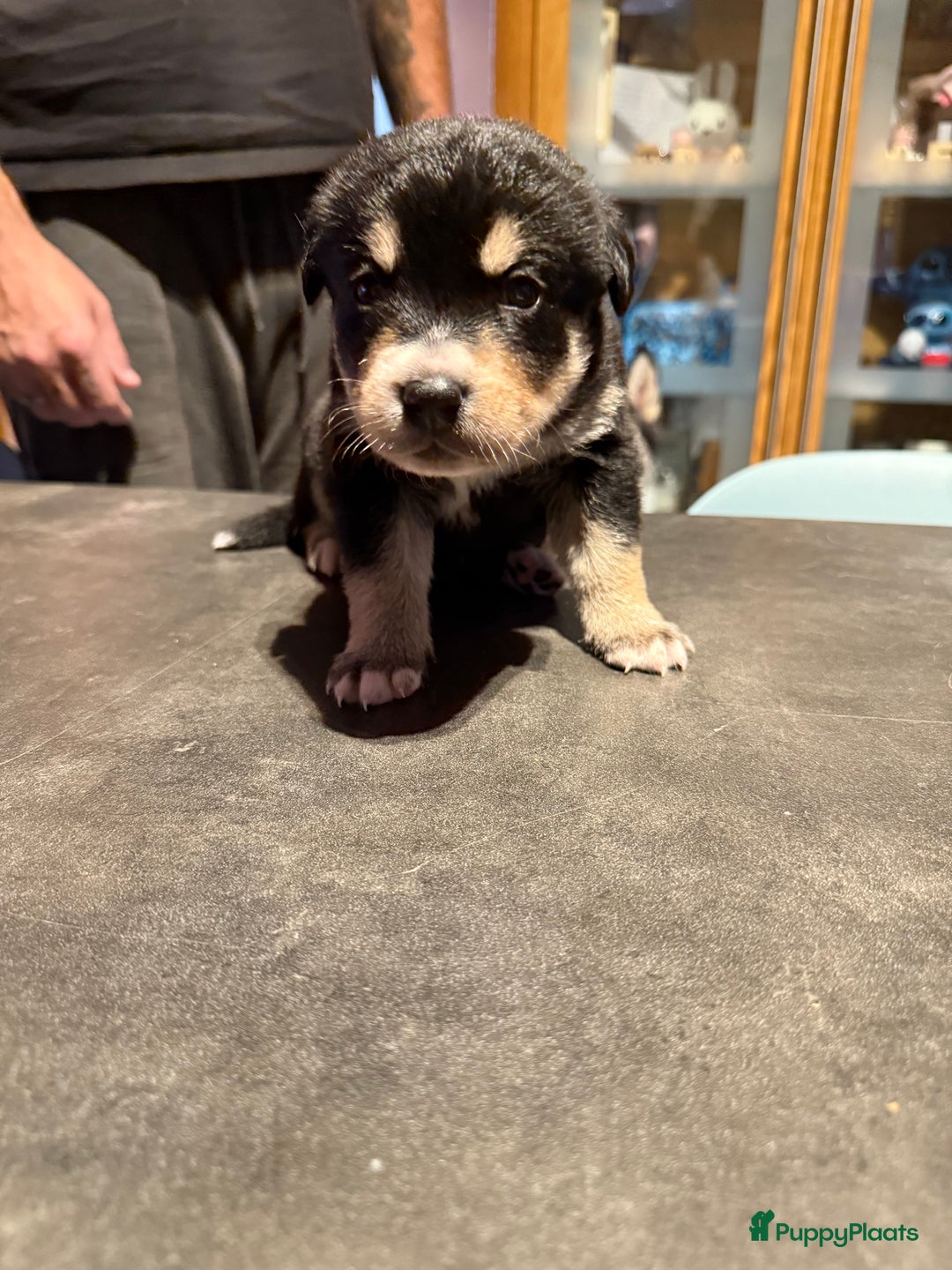 Kruising honden te koop: Super lieve bernskypuppy’s - Afbeelding 5