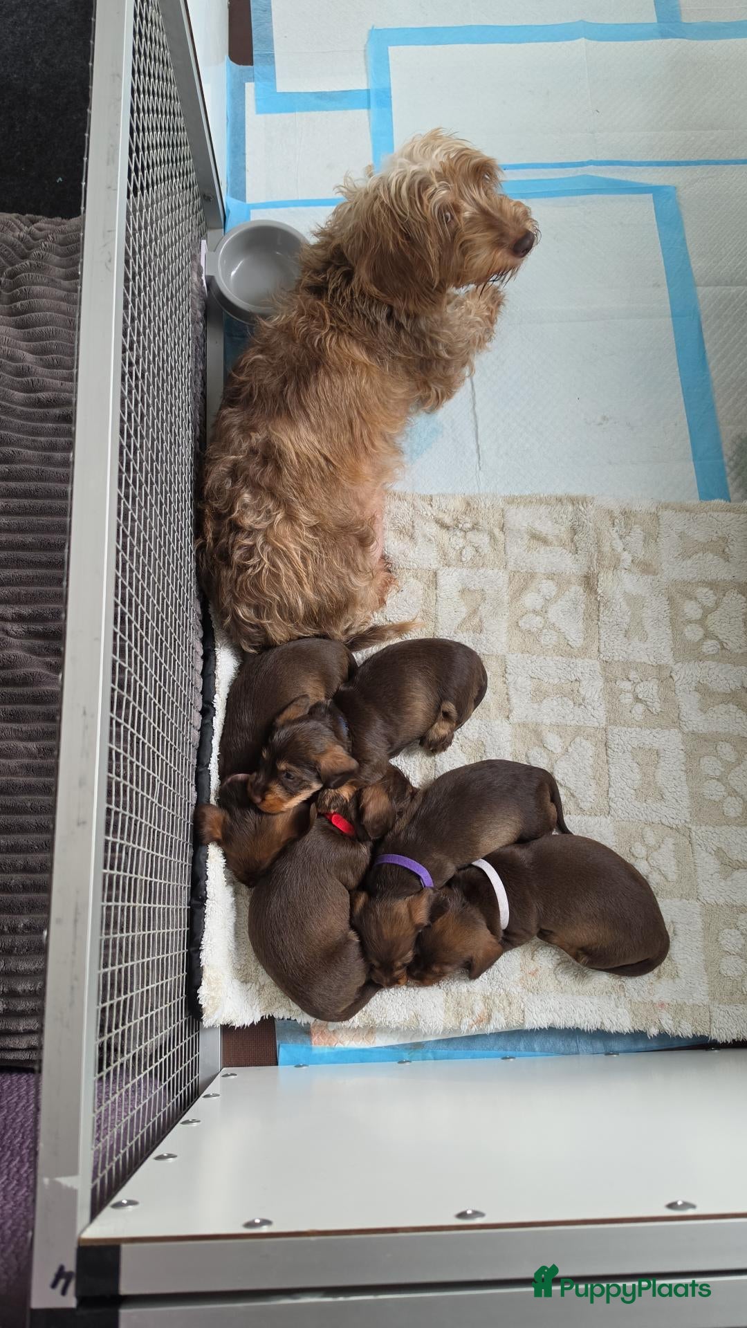 Ruwhaar Teckel honden Prachtige choco tan ruwhaar reutje beschikbaar - Advertentie 1