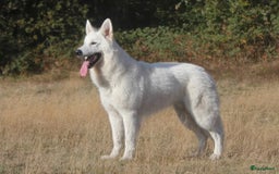 Kruising honden te koop: Nestaankondiging outcross zwitserse witte herder  - Afbeelding 7