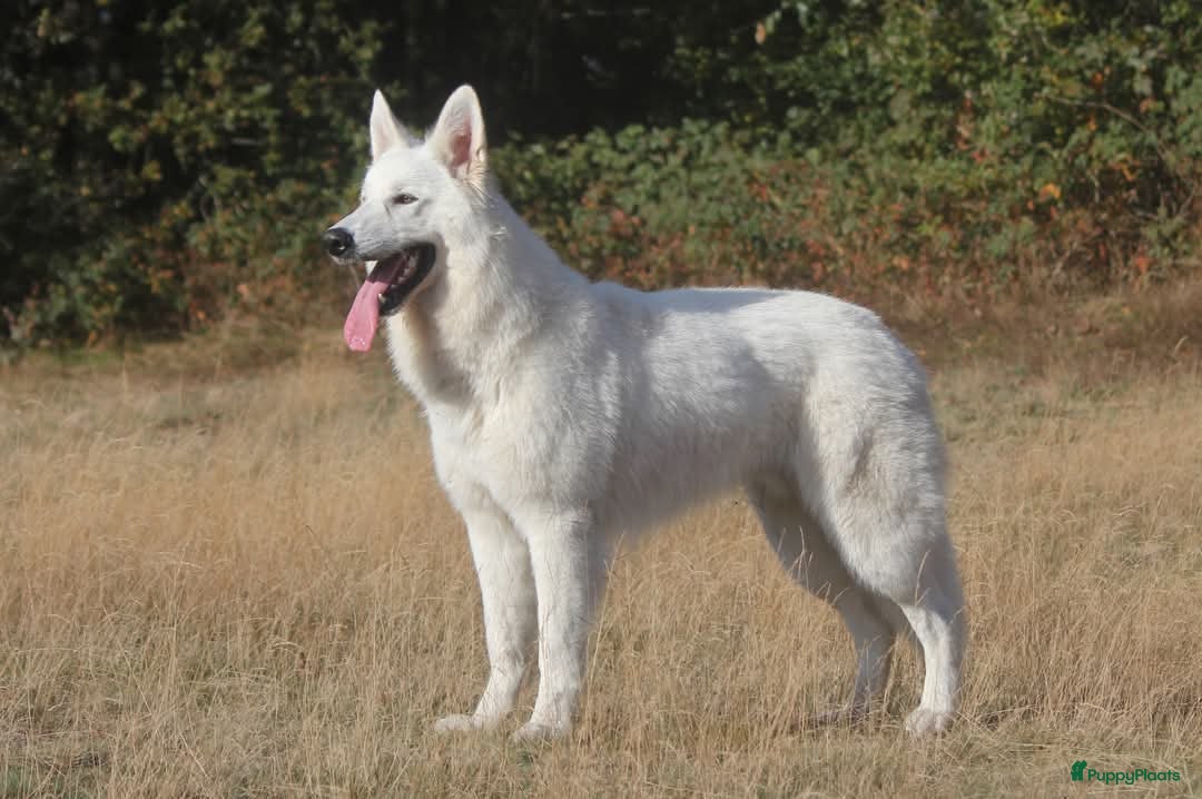 Kruising honden te koop: Nestaankondiging outcross zwitserse witte herder  - Afbeelding 7