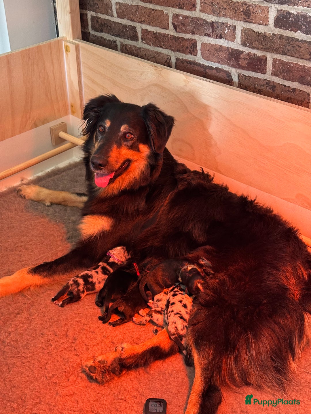 Australian Shepherd honden te koop: Prachtig en gezond nestje Australian Shepherds  - Advertentie 2